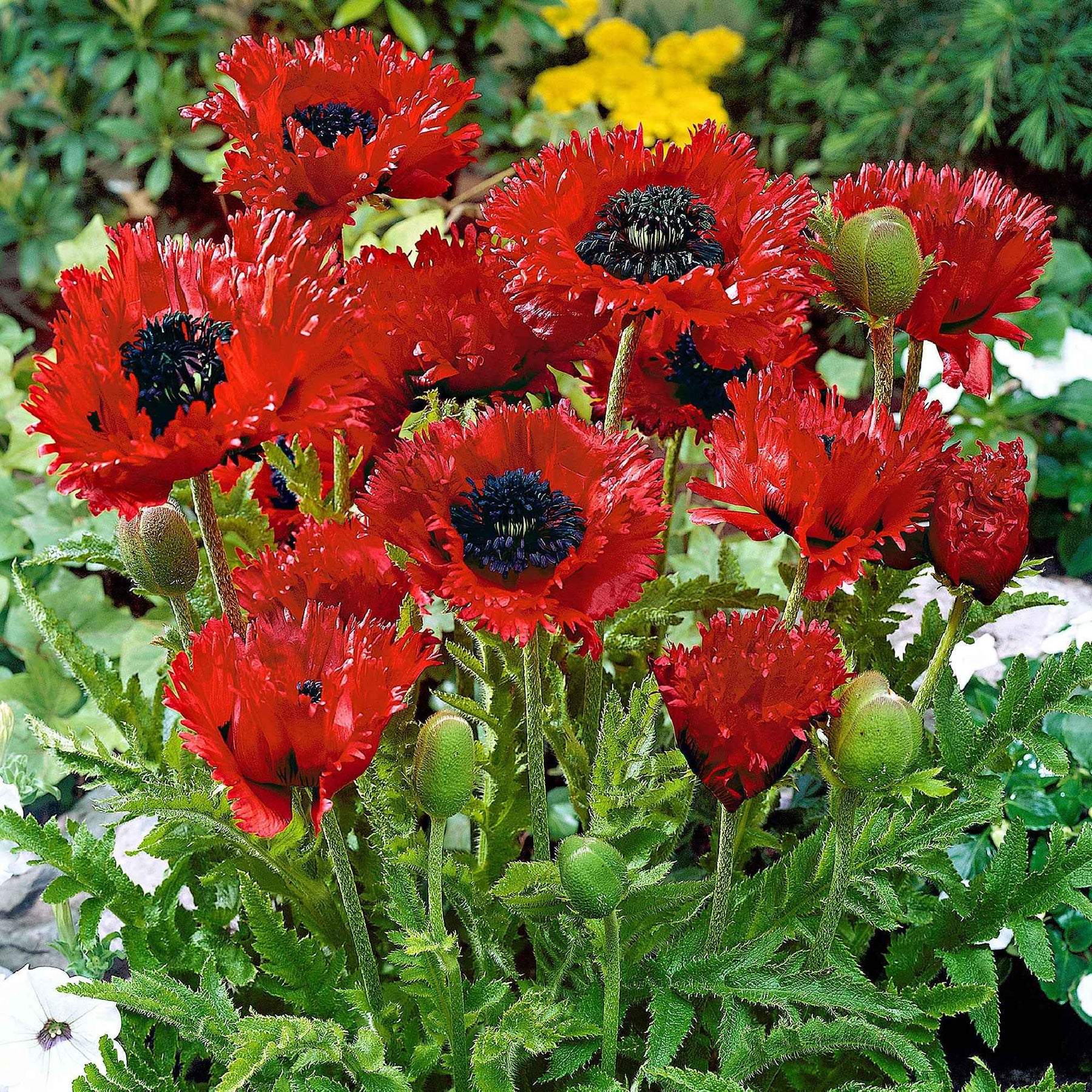 Pavot d'Orient Turkenlouis - Papaver orientale türkenlouis - Willemse