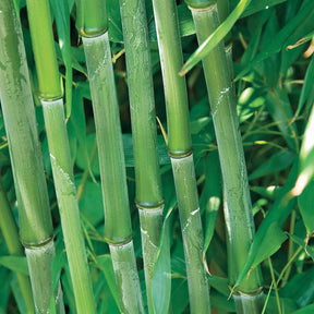 Bambou traçant à chaumes verts - Phyllostachys bissetii