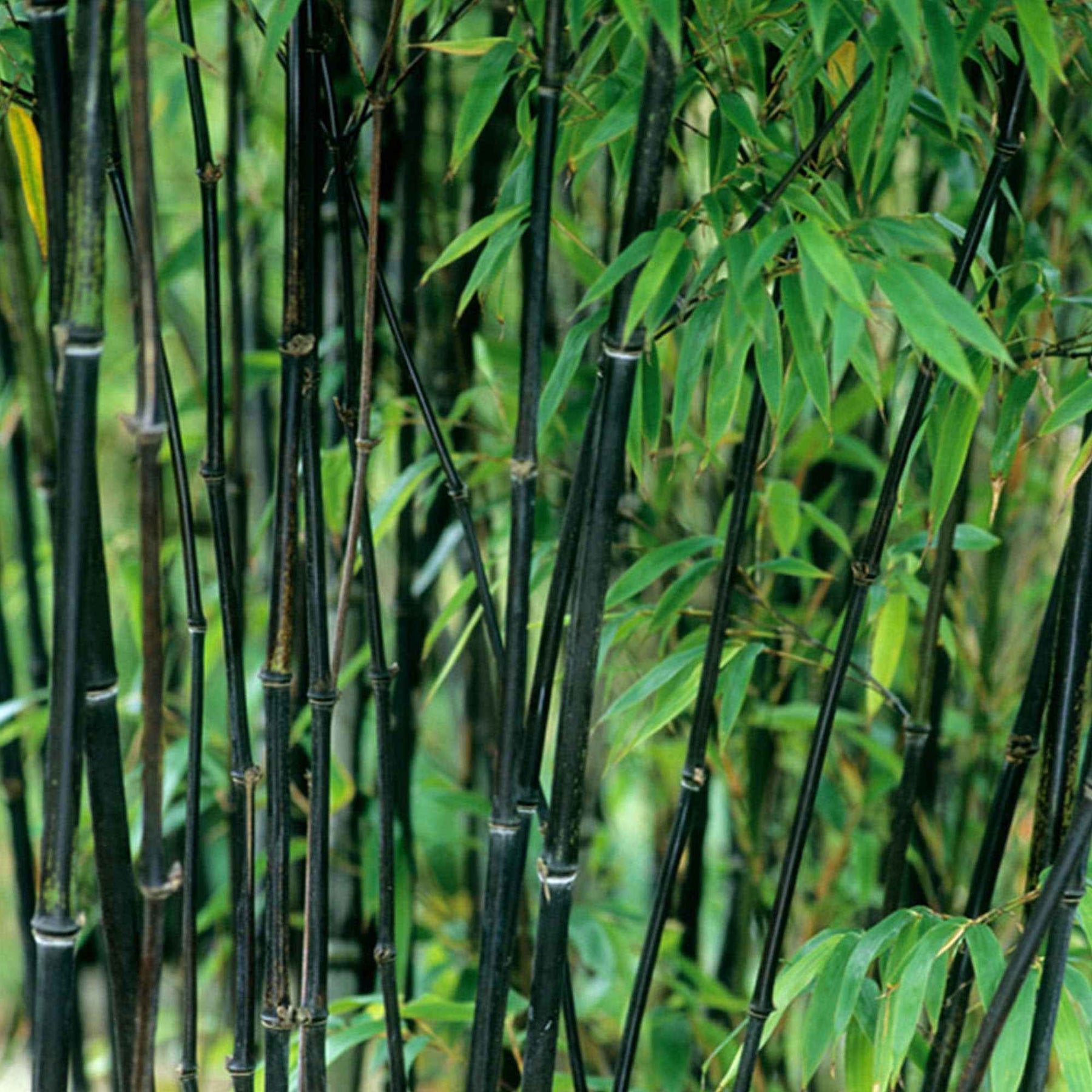 Bambou traçant noir - Phyllostachys nigra - Plantes
