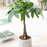 Pachira aquatica tressé - Willemse