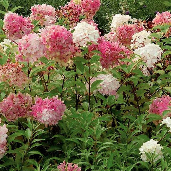 Hortensia Paniculata Vanille Fraise - Plante En Pot 17cm - Fleurs Blanches Puis Roses - Hauteur 50cm - Idéal Jardin