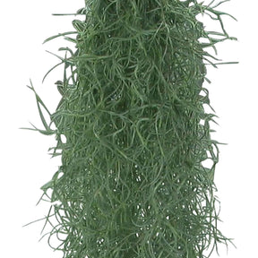 Tillandsia - Tillandsia usneoides - Mousse espagnole - Tillandsia usneoides