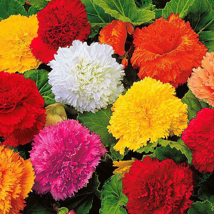 10 Bégonias frangés en mélange - Willemse