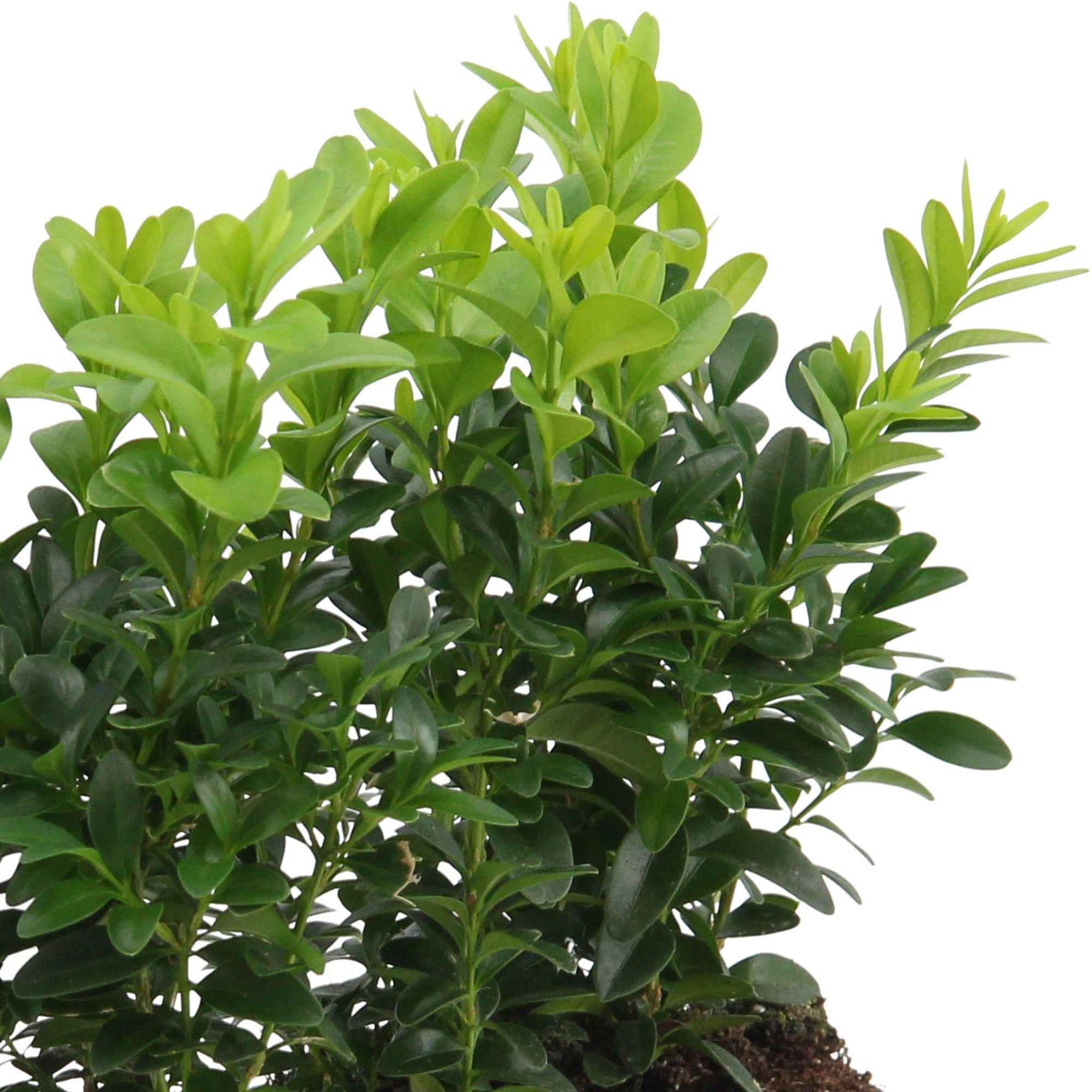 Vente Buis commun - Buxus sempervirens