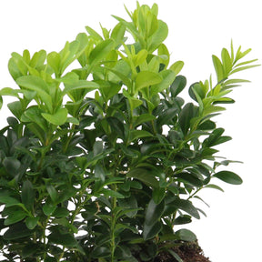 Vente Buis commun - Buxus sempervirens