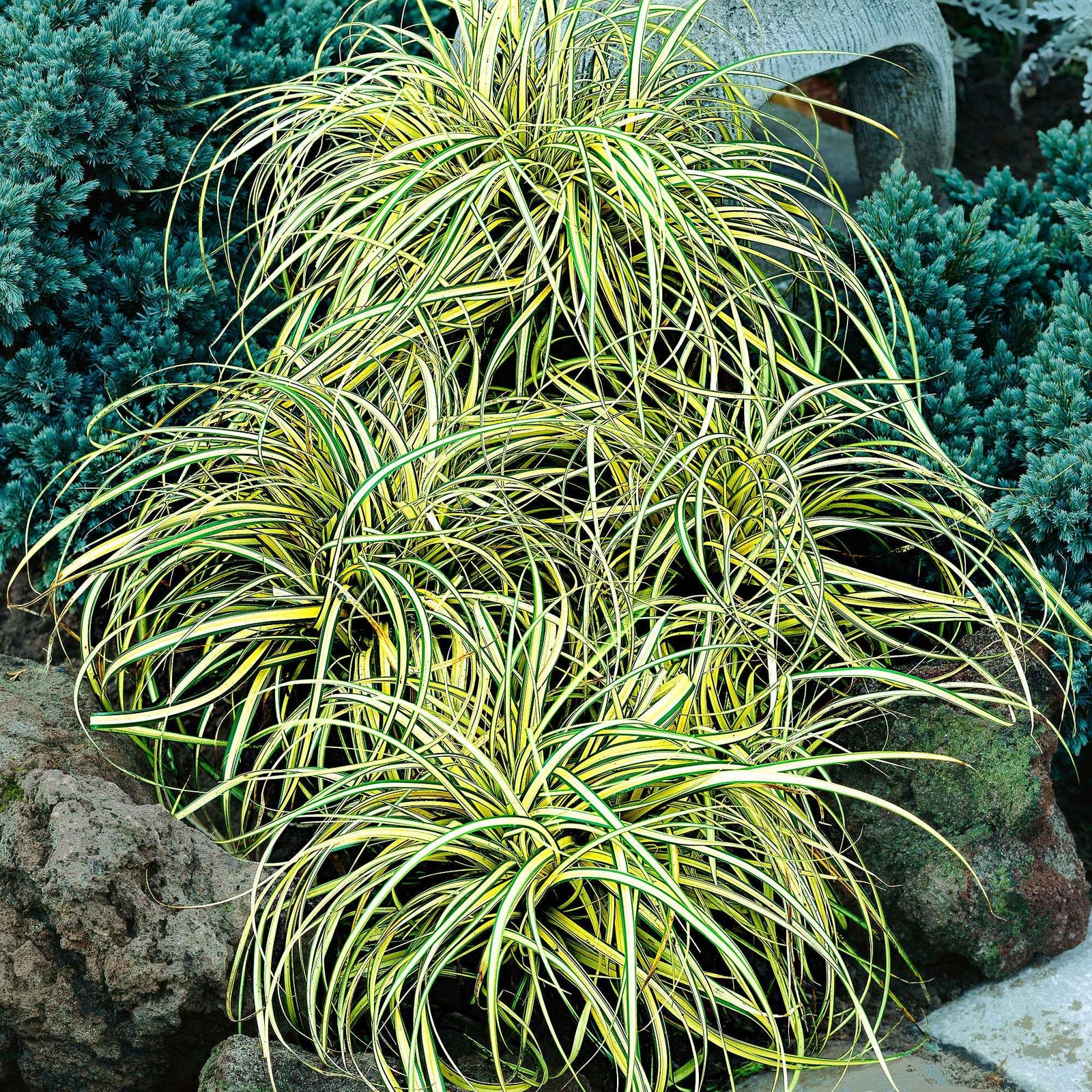 Laîche d'Oshima Evergold - Carex Evergold - Carex oshimensis evergold