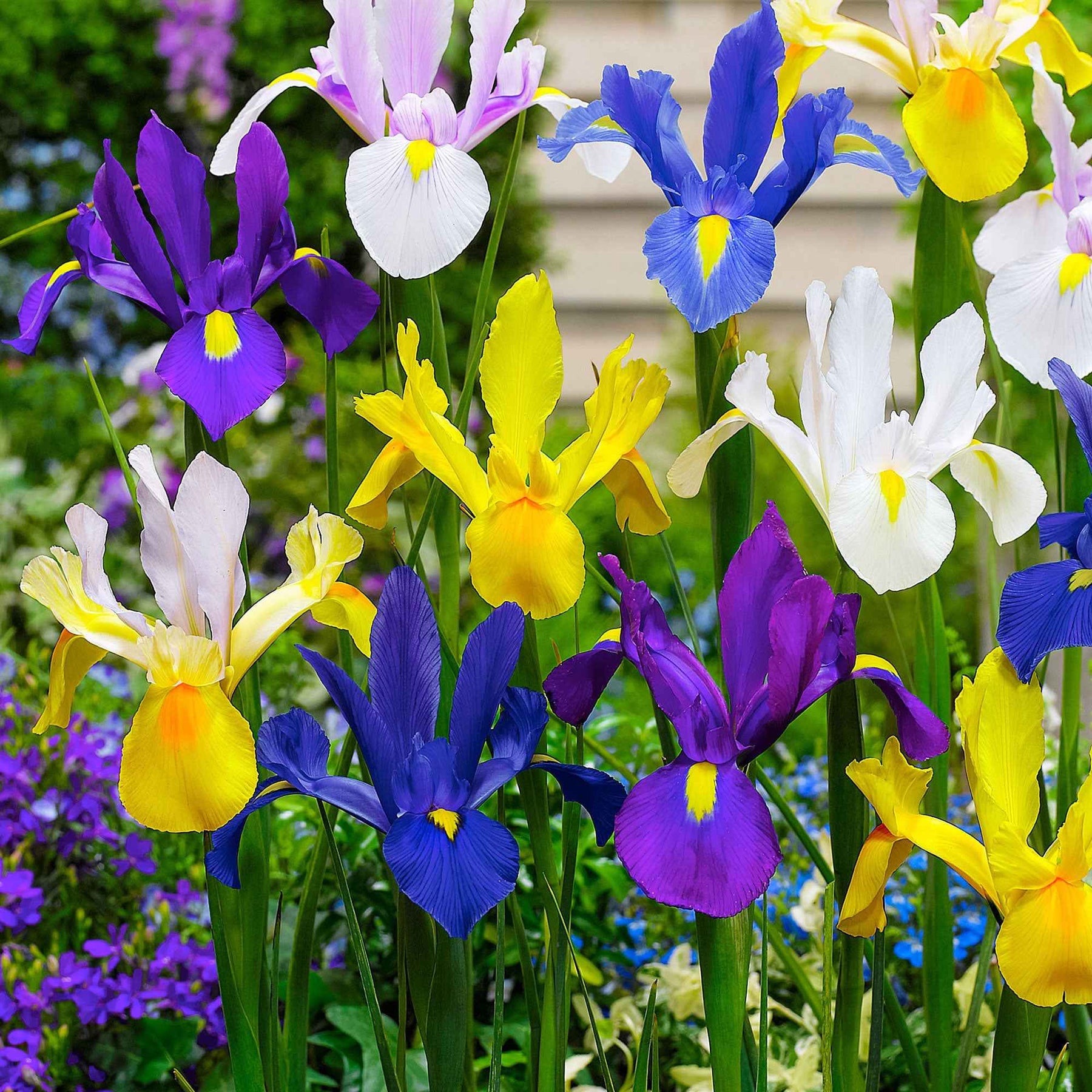 50 Iris de Hollande en mélange - Iris hollandica - Plantes
