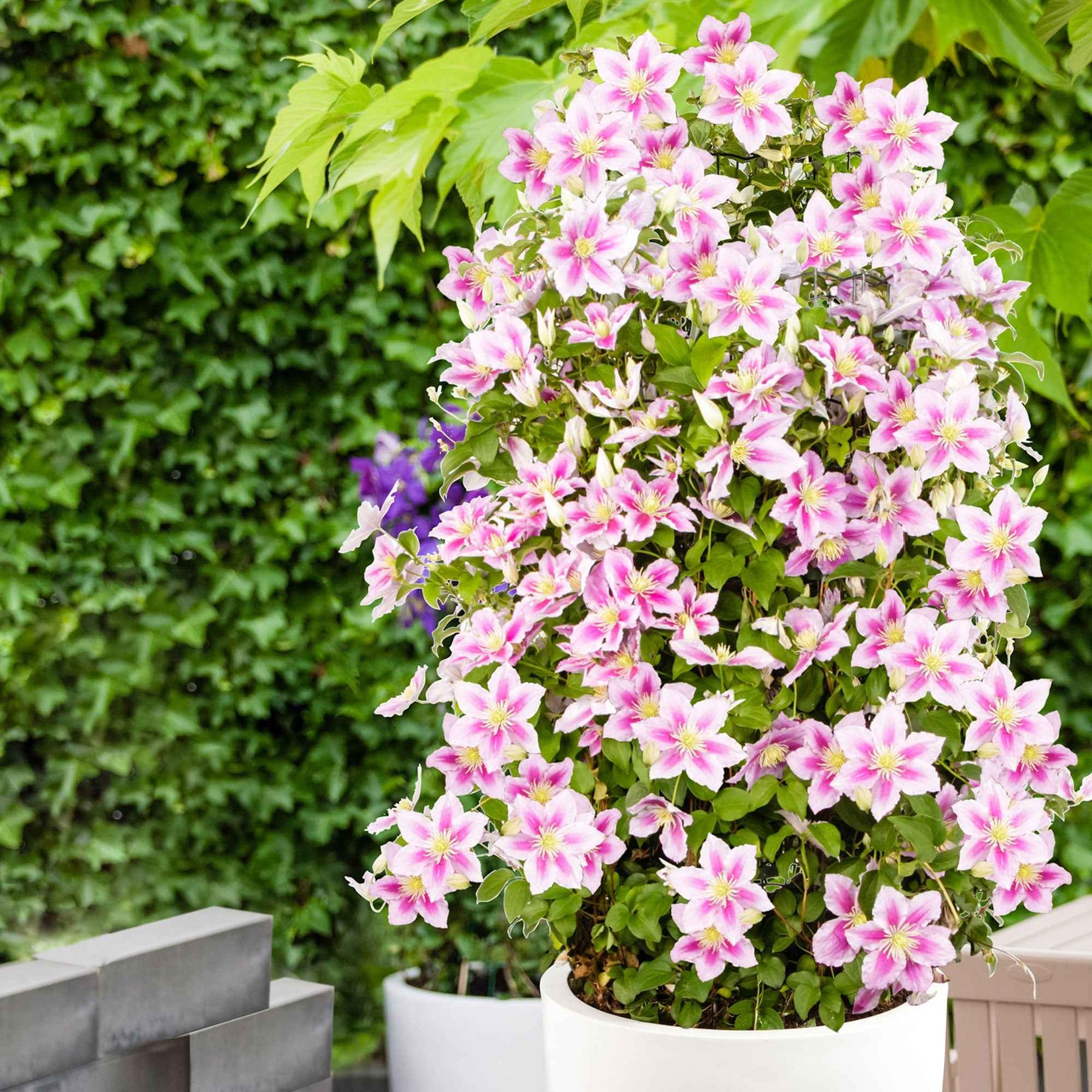 Clématite Piilu - Clematis patens Piilu - Plantes