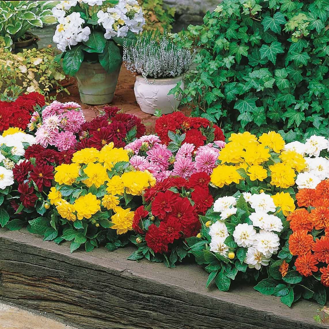 5 Dahlias nains (1 rouge, 1rose, 1 blanc, 1 orange, 1 jaunes) - Dahlia GO GO - Bulbes à fleurs