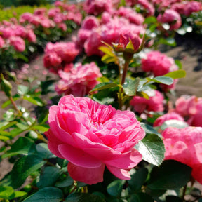Vente Rosier floribunda Leonardo da Vinci ® Medeauri