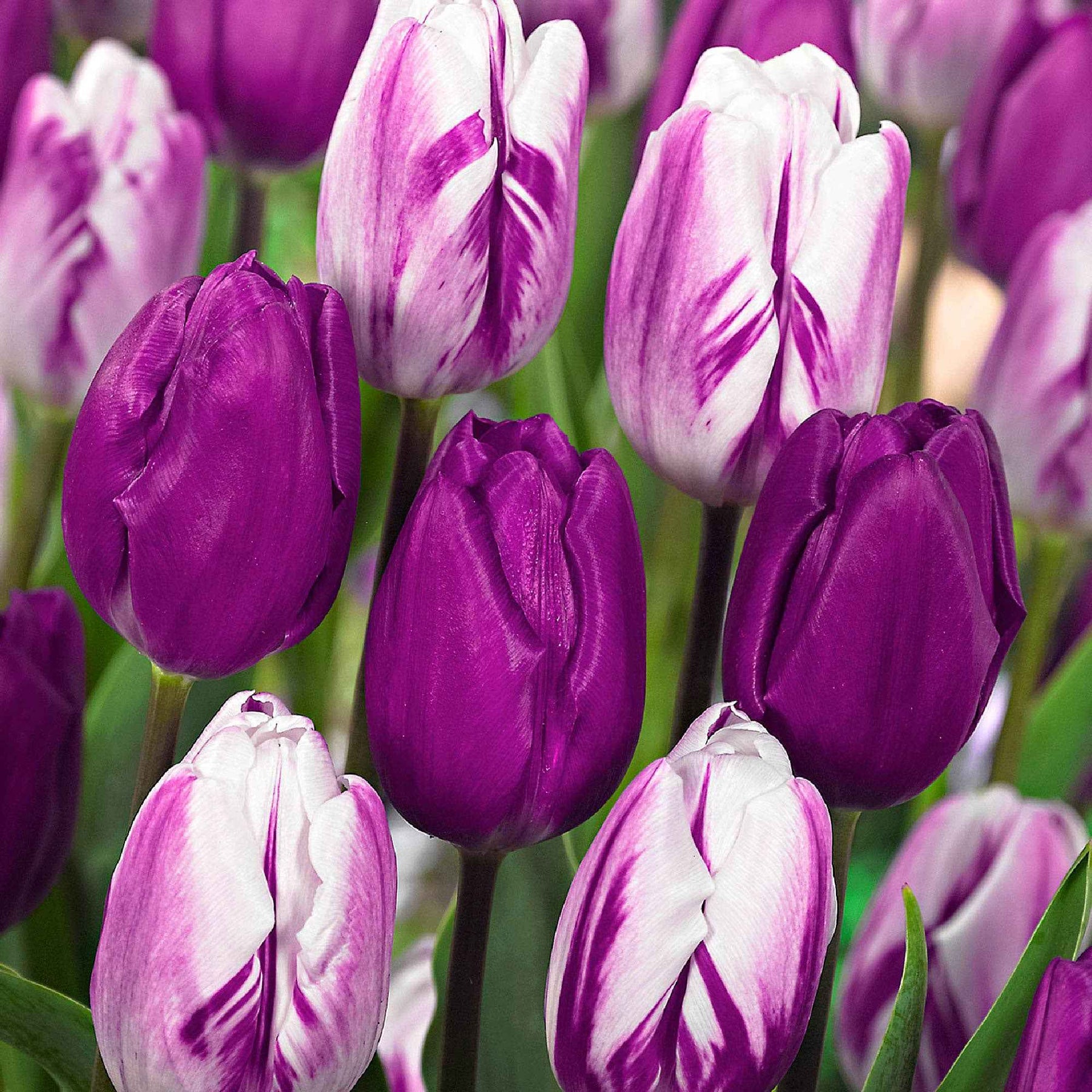 10 Tulipes mauves et blanches en mélange - Tulipa - Willemse