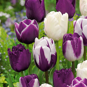 12 Tulipes mauves et blanches en mélange - Tulipa - Bulbes à fleurs