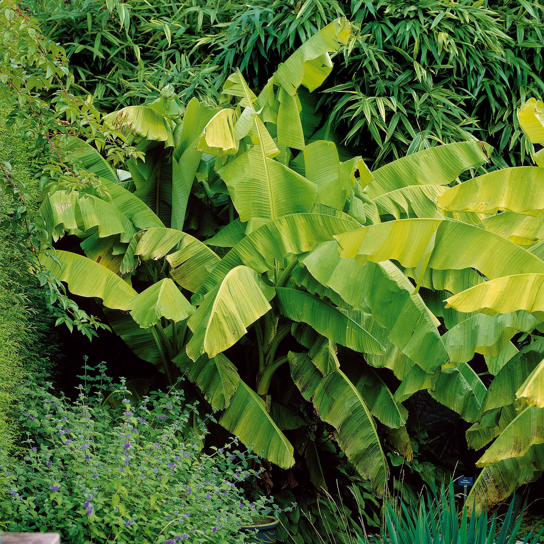 Bananier rouge d'Abyssinie - Ensete ventricosum Maurelii