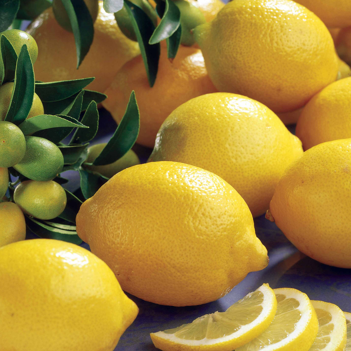 Citronnier Vulcan - Citrus limon vulcan - Fruitiers Arbres et arbustes