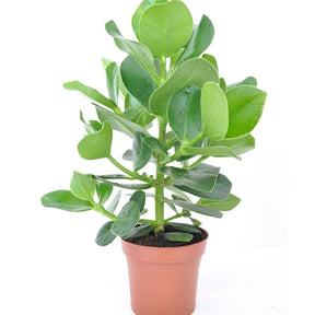 Vente Clusia Princess - Clusia rosea princess