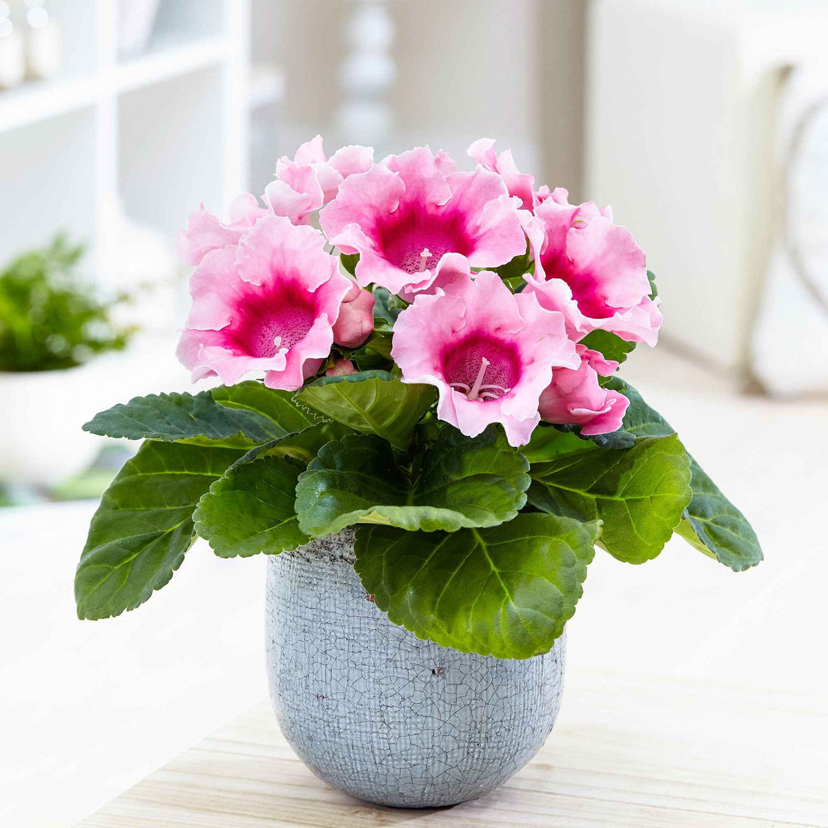 Gloxinia des fleuristes rose - Sinningia speciosa pink - Plantes