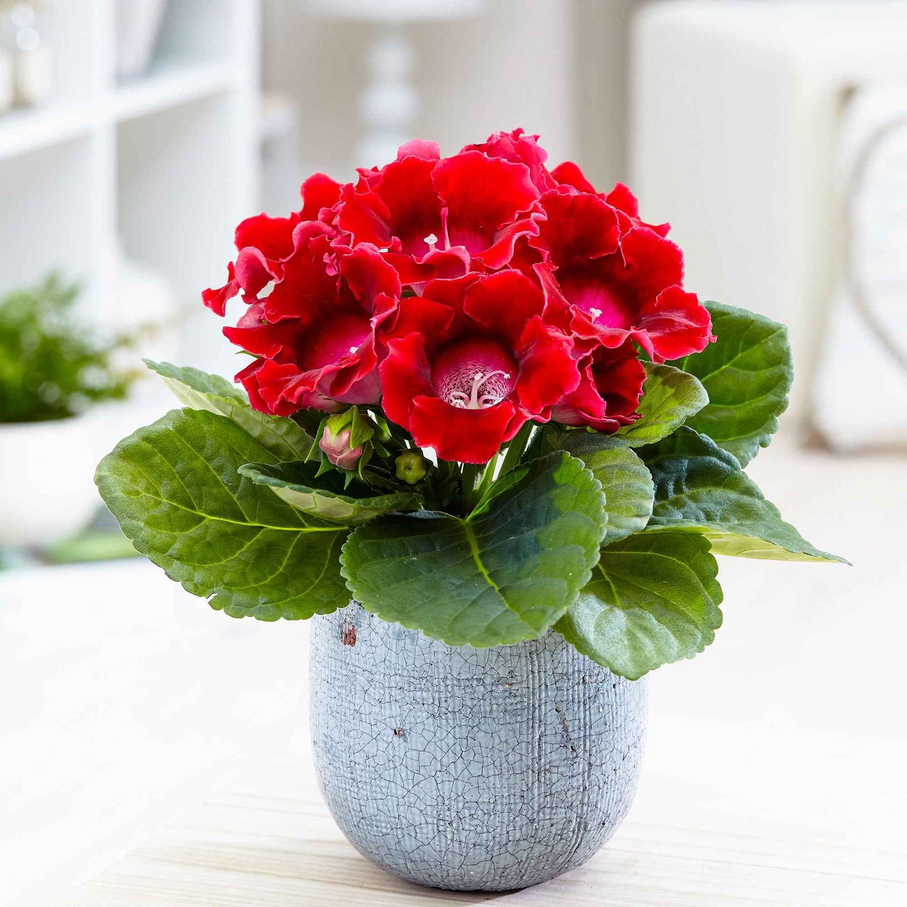 Gloxinia des fleuristes rouge - Sinningia speciosa red - Plantes
