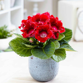 Gloxinia des fleuristes rouge - Sinningia speciosa red - Plantes