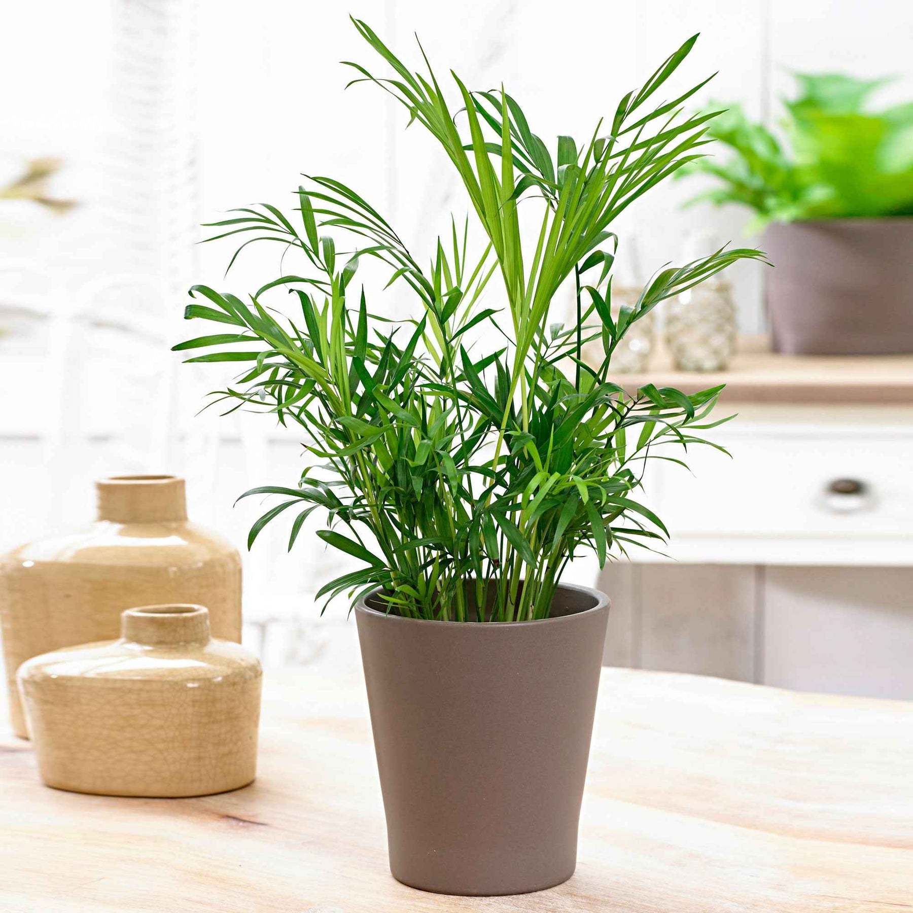 Chamaedorea elegans - Palmier nain - Palmier des montagnes - Palmier d'intérieur