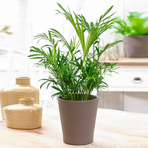 Chamaedorea elegans - Palmier nain - Palmier des montagnes - Palmier d'intérieur