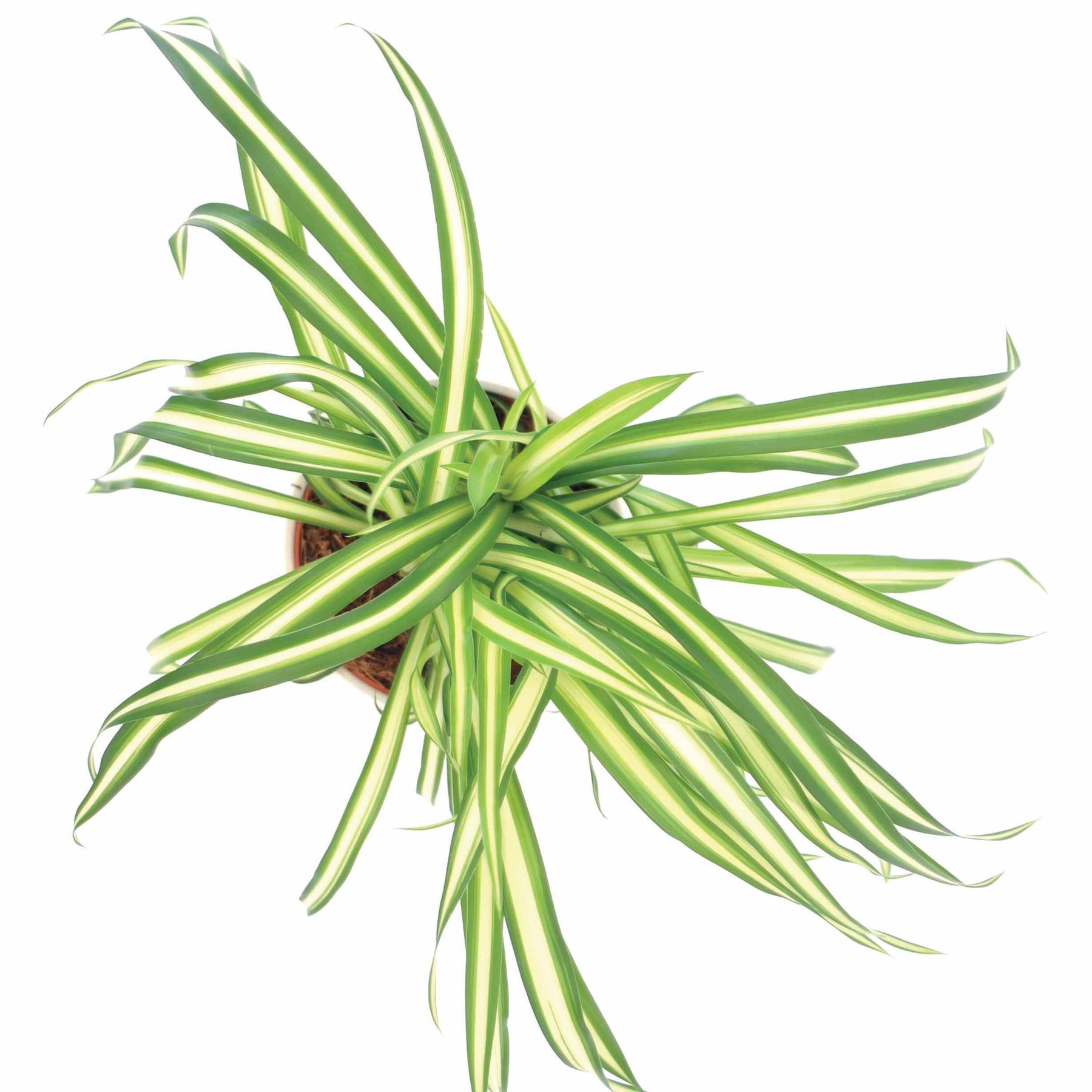 Chlorophytum Atlantic - Chlorophytum comosum atlantic - Plantes d'intérieur