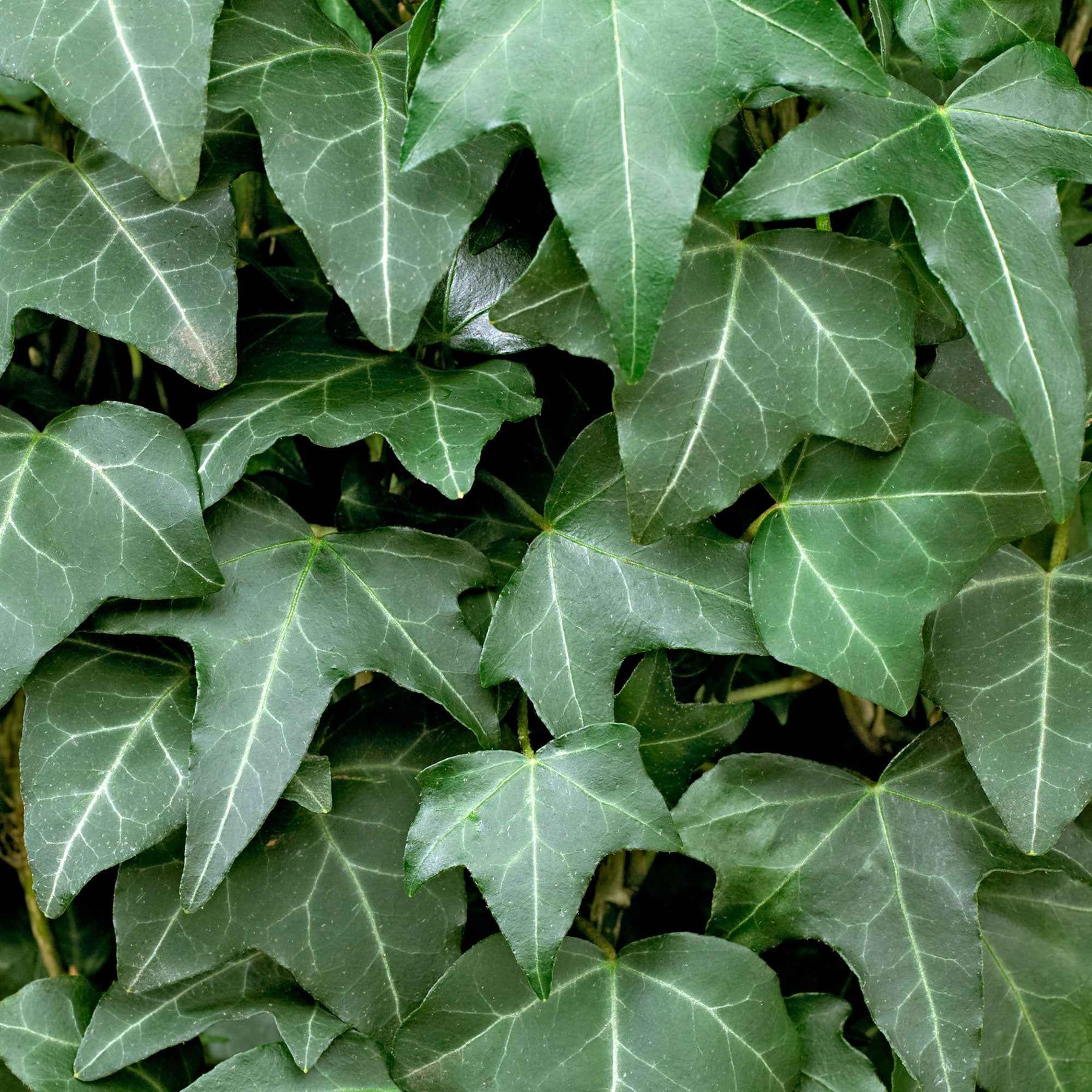 Hedera helix - Lierre grimpant - Lierre commun - Lierres