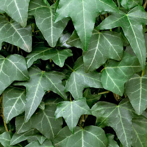 Hedera helix - Lierre grimpant - Lierre commun - Lierres