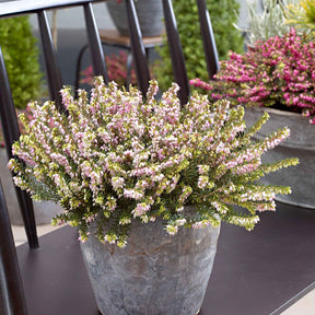 Erica darleyensis Darley Dale - Bruyère d'hiver Darley Dale - Bruyère d'hiver