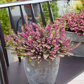 Bruyère d'hiver Kramer's Rote - Willemse