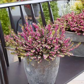 Bruyère d'hiver Kramer's Rote - Willemse