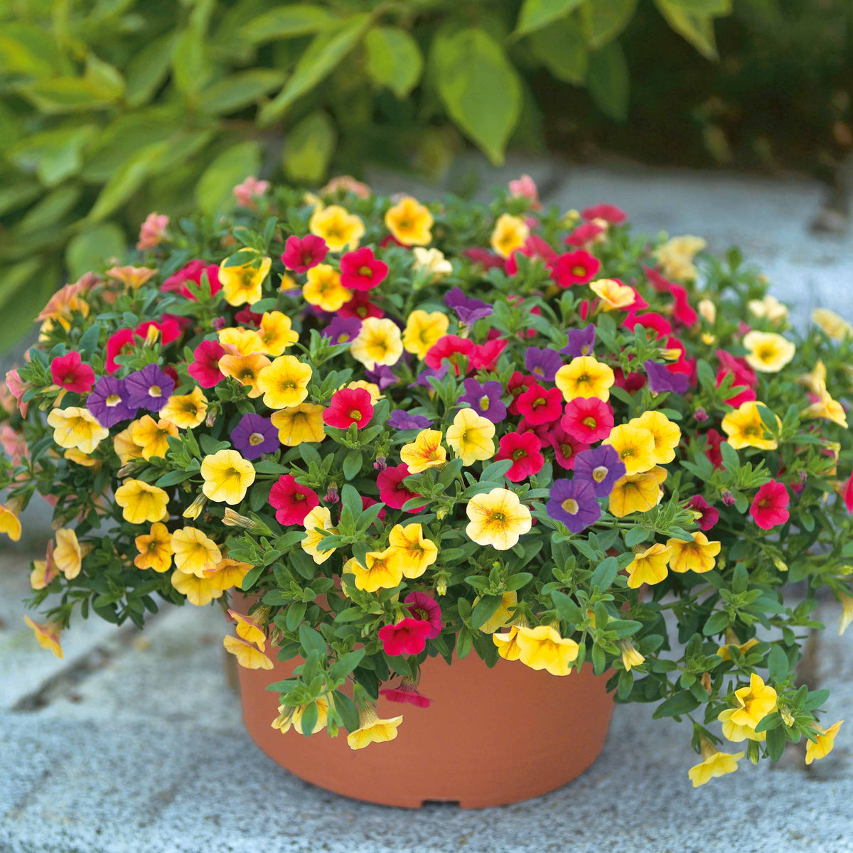 Collection de 3 pétunias clochettes (1 rouge + 1 bleu + 1 jaune) - Willemse