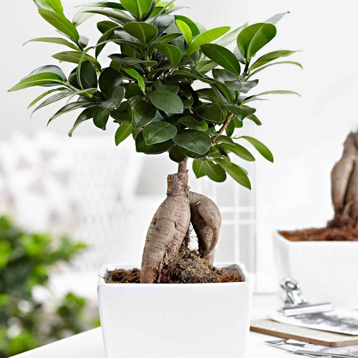 Ficus bonsaï ginseng - Ficus microcarpa ginseng - Willemse