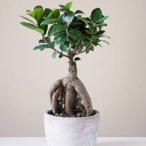 Ficus bonsaï ginseng