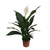 Fleur de lune - Spathiphyllum Pearl Cupido Blanc - Willemse