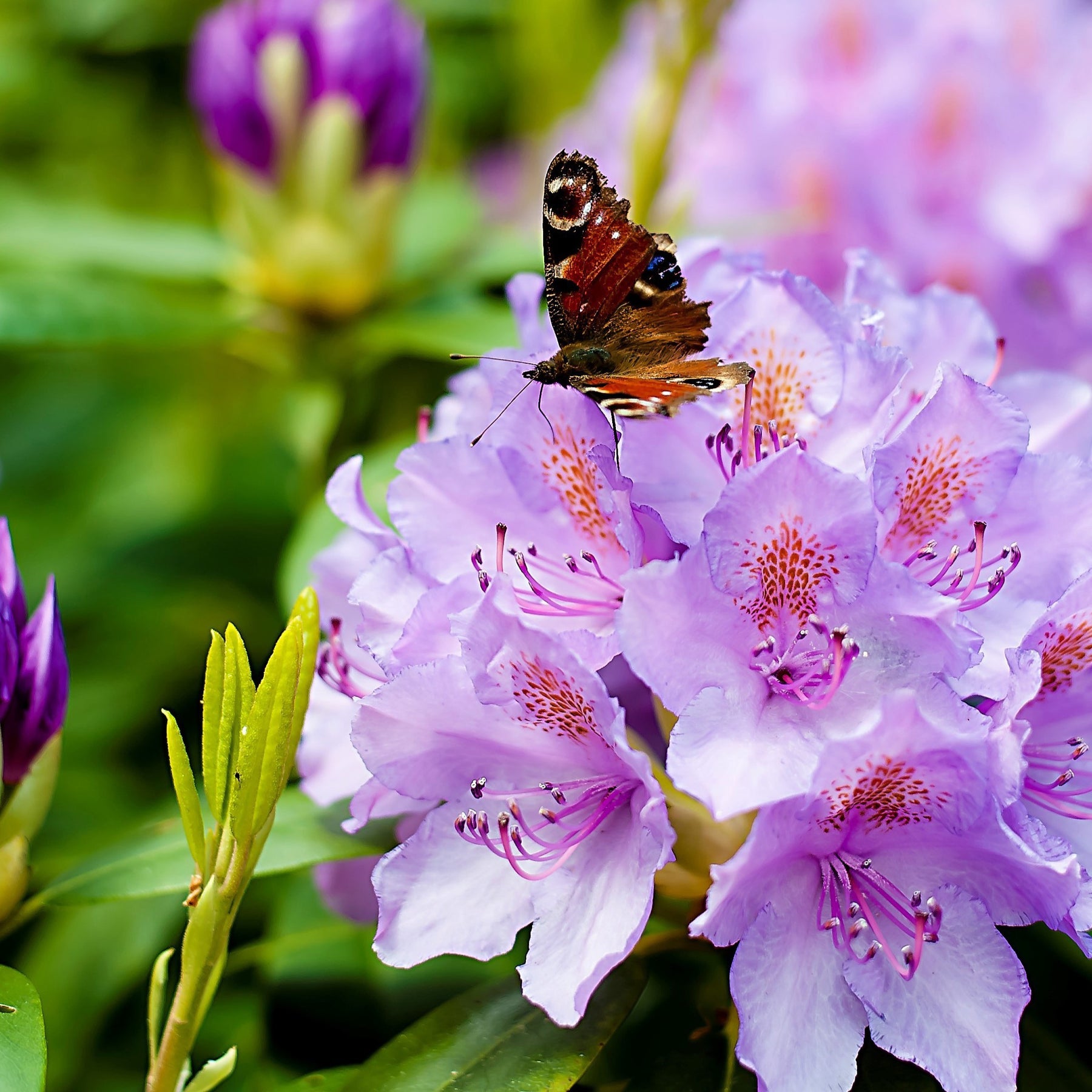 Rhododendron catawbiense grandiflorum - Rhododendron catawbiense grandiflorum - Rhododendrons