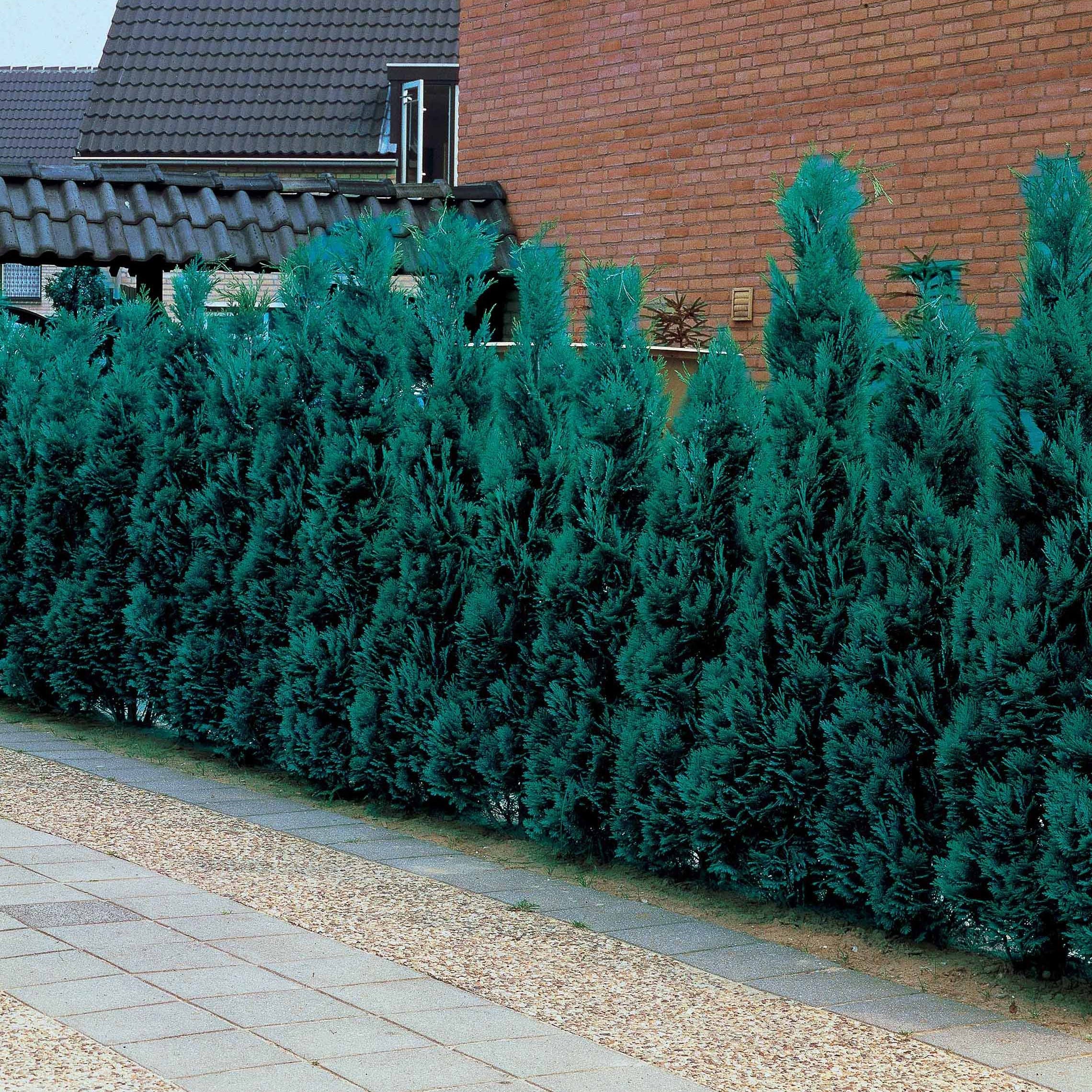 Vente Faux Cyprès de Lawson