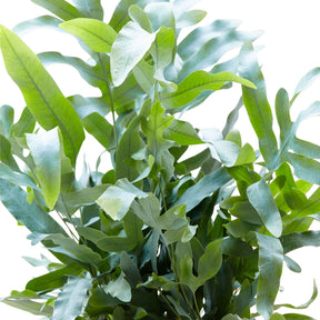 Fougère d'intérieur - Fougère Blue Star - Phlebodium blue star