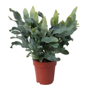 Vente Fougère Blue Star