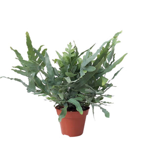 Fougère Blue Star - Fougère d'intérieur - Willemse