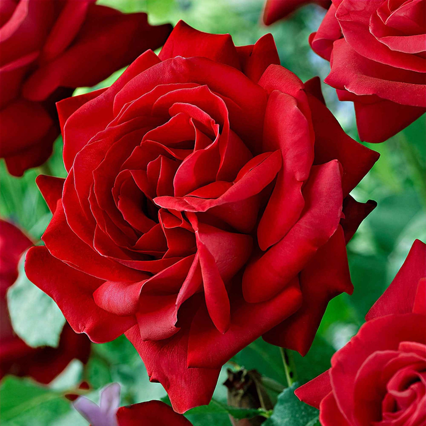 Rosiers à grandes fleurs - Rosier Dame de Cœur - Rosa dame de cœur, rosa queen of hearts, rosa herz-dame
