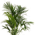 Palmier Kentia (Howea Forsteriana) - Plante Verte D'intérieur Purifiante, Pot 18 Cm, Hauteur 90-100 Cm Palmier Kentia (Howea Forsteriana) - Plante Verte D'intérieur Purifiante, Pot 18 Cm, Hauteur 90-100 Cm