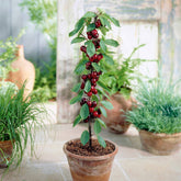 Mini-cerisier Sylvia - Willemse