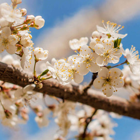 Prunier Reine-Claude Verte - Prunus domestica Reine-Claude verte - Willemse
