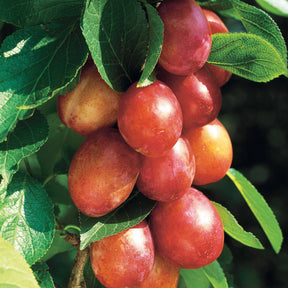 Prunier Reine Victoria - Prunus domestica reine victoria