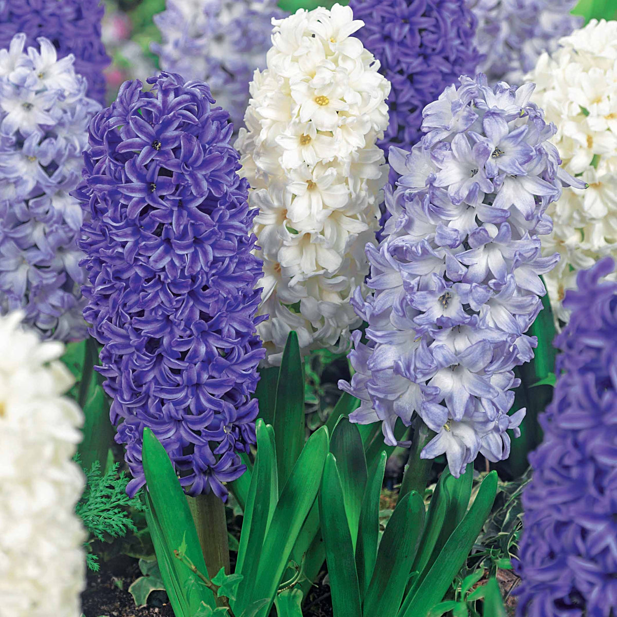 9 Jacinthes Harmonie blanches et bleues en mélange - Hyacinthus orientalis - Plantes