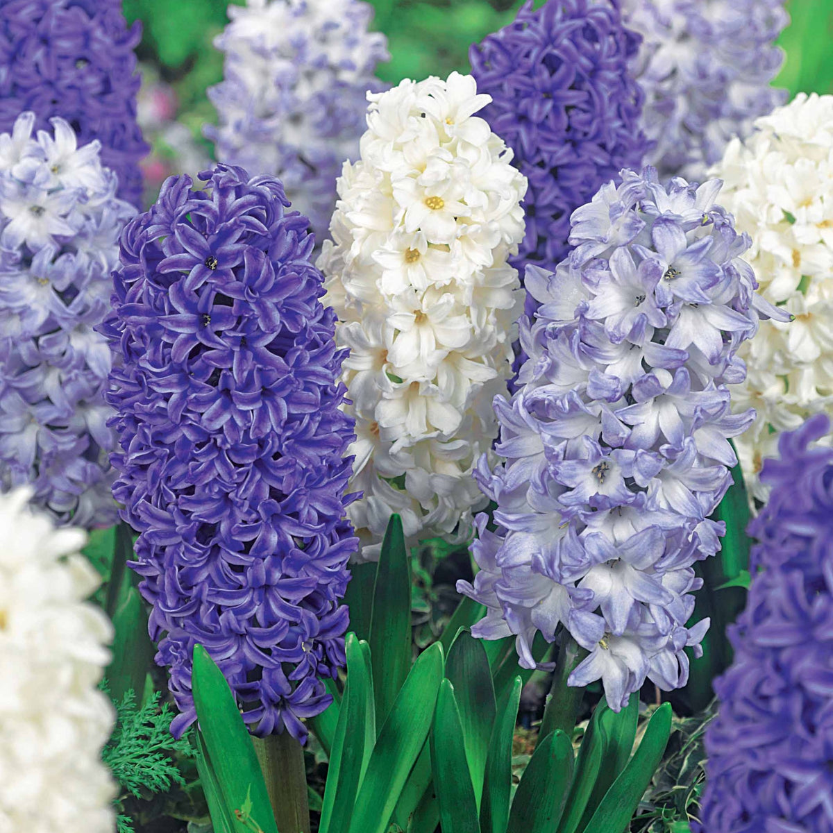 9 Jacinthes Harmonie blanches et bleues en mélange - Willemse