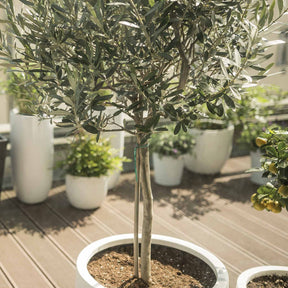Vente Olivier sur tige - Olea europaea