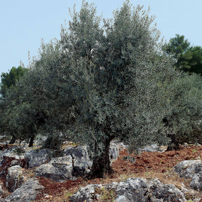 Vente Olivier sur tige