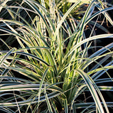 Laîche d'Oshima Everest - Carex Everest - Willemse