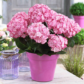 Hortensia Miss Saori - Willemse